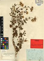 Type of Engleria decumbens (Welw. ex. Hiern) Hiern [family ASTERACEAE]