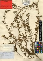 Type of Seddera suffruticosa (Schinz) Hallier f. var. suffruticosa [family CONVOLVULACEAE]