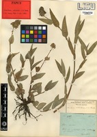 Type of Aneilema welwitschii C.B.Clarke [family COMMELINACEAE]