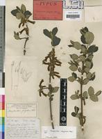 Holotype of Ancylanthos fulgidus Welw. ex Hiern [family RUBIACEAE]