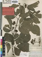 Isotype of Vitis obtusata Welw. ex Baker [family VITACEAE]