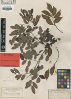 Isotype of Burkea africana Hook. var. andongensis Oliv. [family LEGUMINOSAE-CAES]