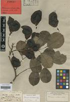 Type? of Pterocarpus mellifer Welw. [family LEGUMINOSAE-PAP]