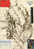 Type of Seddera suffruticosa (Schinz) Hallier f. var. suffruticosa [family CONVOLVULACEAE]