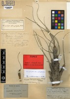 Type of Xerophyta stenophylla Baker [family VELLOZIACEAE]