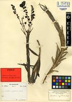 Type of Gerardiina angolensis Engl. [family ORONBANCHACEAE]