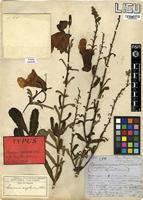 Type of Sesamum angolense Welw. [family PEDALIACEAE]