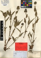 Type of Aneilema welwitschii C.B.Clarke [family COMMELINACEAE]
