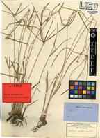 Isotype of Kyllinga aromatica (Willd. ex Kunth) S.S.Hooper [family CYPERACEAE]