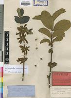 Isotype of Ancylanthos fulgidus Welw. ex Hiern [family RUBIACEAE]