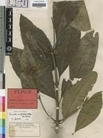 Type of Pavetta nitidula Welw. ex Hiern [family RUBIACEAE]