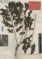Type? of Burkea africana Hook. var. andongensis Oliv. [family LEGUMINOSAE-CAES]
