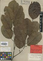 Type? of Pterocarpus mellifer Welw. [family LEGUMINOSAE-PAP]