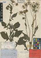 Type of Crassocephalum crepidioides (Benth.) S.Moore [family ASTERACEAE]