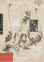 Type of Crassocephalum uvens (Hiern) S.Moore [family ASTERACEAE]