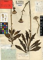 Type of Kleinia fulgens (Nichols) Torre [family ASTERACEAE]