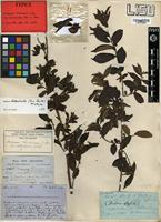 Type of Diospyros heterotricha (B.L.Burtt) F. White [family EBENACEAE]