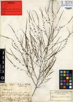 Type of Asparagus psilurus Welw. ex Baker [family ASPARAGACEAE]