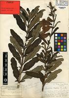 Type of Sesamum angolense Welw. [family PEDALIACEAE]