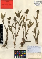 Type of Aneilema welwitschii C.B.Clarke [family COMMELINACEAE]