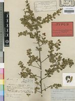 Holotype of Securidaca longipedunculata Fresen. var. parviflora Oliv. [family POLYGALACEAE]
