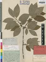 Holotype of Tricalysia andongensis Hiern [family RUBIACEAE]
