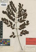 Type? of Burkea africana Hook. var. andongensis Oliv. [family LEGUMINOSAE-CAES]