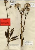 Type of Kleinia fulgens (Nichols) Torre [family ASTERACEAE]