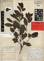 Type of Diospyros heterotricha (B.L.Burtt) F. White [family EBENACEAE]