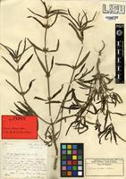 Syntype of Leucas bakeri Hiern [family LAMIACEAE]