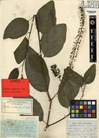 Type of Phytolacca dodecandra L'Hér. [family PHYTOLACCACEAE]