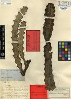 Type of Euphorbia candelabrum Welw. ex Hiern [family EUPHORBIACEAE]