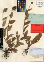 Type of Aneilema welwitschii C.B.Clarke [family COMMELINACEAE]