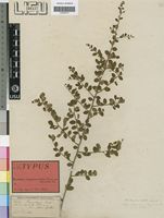 Isotype of Securidaca longipedunculata Fresen. var. parviflora Oliv. [family POLYGALACEAE]