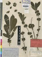 Isotype of Pavetta andongensis Hiern [family RUBIACEAE]