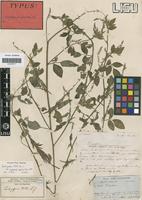 Type? of Indigofera pruriens Welw. ms. [family LEGUMINOSAE-PAP]