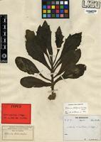 Type of Kleinia fulgens (Nichols) Torre [family ASTERACEAE]