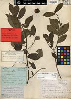 Type of Diospyros heterotricha (B.L.Burtt) F. White [family EBENACEAE]