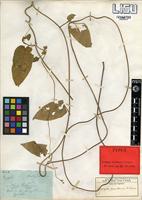 Type of Ceropegia abyssinica Decne. var. abyssinica [family APOCYNACEAE]