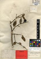 Strychnos pungens in Global Plants on JSTOR