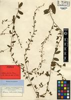 Type of Seddera suffruticosa (Schinz) Hallier f. var. suffruticosa [family CONVOLVULACEAE]