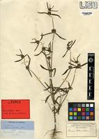 Syntype of Leucas bakeri Hiern [family LAMIACEAE]
