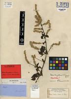 Holotype of Celosia benguellensis C.C.Towns. [family AMARANTHACEAE]