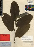Type of Morus excelsa Welw. [family MORACEAE]