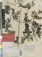 Holotype of Hippocratea parvifolia Oliv. [family CELASTRACEAE]