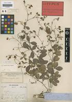 Isotype of Crotalaria variegata Welw. ex Baker [family LEGUMINOSAE-PAP]