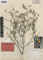 Holotype of Indigofera setiflora Bak. [family LEGUMINOSAE-PAP]