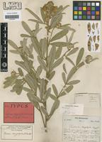 Isotype of Tephrosia dasyphylla Welw. ex Baker [family LEGUMINOSAE-PAP]