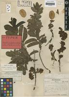 Holotype of Combretum platypetalum Welw. ex Laws. [family COMBRETACEAE]