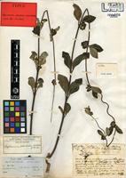 Type of Raphionacme welwitschii Schltr. & Rendle [family APOCYNACEAE]